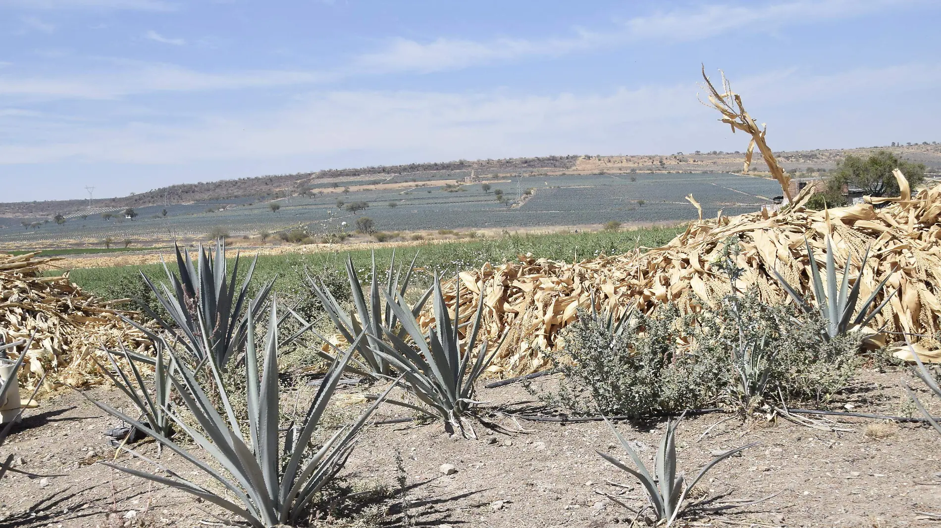 F CARMONA ROBERTO AGAVES1